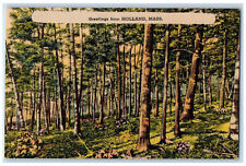 Greetings From Holland Massachusetts MA, Tree-lined Forest Scene Postcard picture