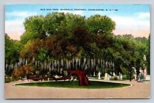 Linen Old Oak Tree Magnolia Cemetery Charleston South Carolina P640 picture