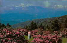 Postcard:  WORLD'S LARGEST RHODODENDRON GARDEN ROAN MOUNTAIN N.C. picture