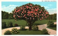 Postcard CA California Rose Tree Unused White Border Antique Vintage a8821 picture