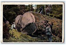 1922 A Timber Scene In The Northwest Washington WA Posted Vintage Postcard picture