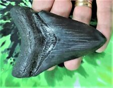 4 INCH REAL MEGALODON SHARK TOOTH BIG FOSSIL GIANT GENUINE SERRATED TEETH MEG picture