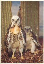 Vintage Postcard: Baby Red-Tailed Hawk RPPC picture