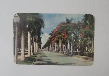  Postcard Florida FL Fort Myers Stately Royal Palm Trees Mc Greagor Blvd Edison picture
