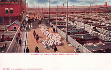 Commercial Ave., Stock Yards, Chicago, Illinois, Early Postcard, Unused  picture
