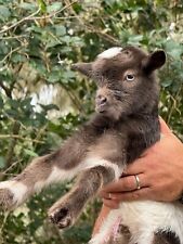 🌟 For Sale: Adorable Nigerian Dwarf Goat Kids - Born to Play 🌟 picture