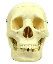 VTG HUMAN MEDICAL SKULL REPLICA Teaching Simulation Model Real Size Works picture