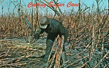 Vintage Postcard Cutting Sugar Cane by Hand South Bay Clewistown Morrehaven FL picture