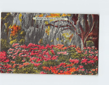 Postcard Azaleas in Bloom in Georgia USA picture