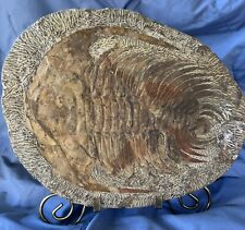 Collectable Fossil Horseshoe Crab ancient artifacts educational tool kids love picture