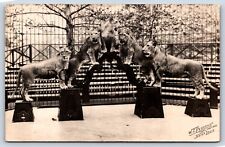 Saint Louis MO RPPC Circus Show Leopons Performance Cage W C Persons Postcard I1 picture