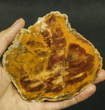 186GR BEAUTIFULL PICTURE VARIETY POLISHED NATURAL PETRIFIED WOOD SLAB SPECIMEN picture