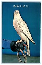 POSTCARD Falcon Prepared for Flight United States Air Force Academy USAFA CO picture