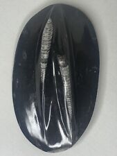 Belemnite Orthoceras Polished Fossil Rock 7 1/2 X 5 Inches picture