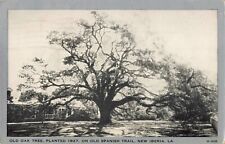 Old Oak Tree New Iberia Louisiana LA 1944 Postcard picture
