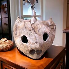 The largest turtle FOSSIL skull  Prihstoric Ancient Sea From Morocco picture
