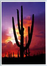 Arizona is famous for Saguaro cactus and spectacular sunsets - Arizona picture