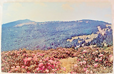 Postcard  Largest Rhododendron Garden Roan Mountain Roan Mountain Tennessee NPM picture