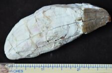Rare Giant Pig Canine, Archaeotherium, Fossil, Oligocene, South Dakota, A290 picture
