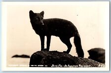 Animal Postcard RPPC Photo Blue Fox An Aleutians Resident c1940's Vintage picture