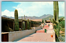 c1960s Arizona Sonora Desert Museum Tucson Arizona Vintage Postcard picture
