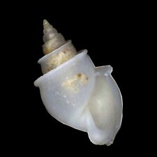 Rissooidea-0002 Microstelma oshikatai , 2003 7mm+ From Deep Sea of Phillipines picture