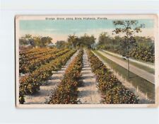 Postcard Orange Grove Along Dixie Highway Florida USA picture