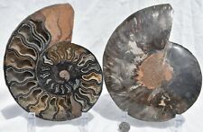 RARE 1 in 100 BLACK Ammonite Pair Deep Crystals XXXL 7.3