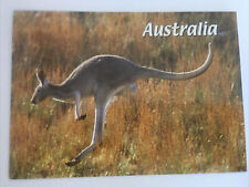 Australia Red Kangaroo Postcard picture
