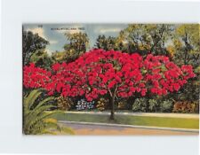 Postcard Royal Poinciana Tree Florida USA North America picture