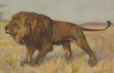 The King of the Jungle Roams the Land Stalking His Prey Linen Vintage Post Card picture