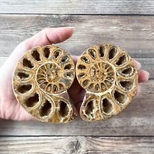 Ammonite Fossil Pair with Calcite Chambers 176g, Polished picture