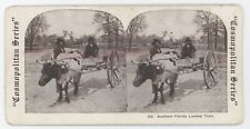 c1900's Stereoview Southern Florida Limited Train. African American Men & Bull picture