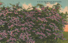 Miami FL Florida, The Beautiful Bougainvillea, Vintage Postcard picture