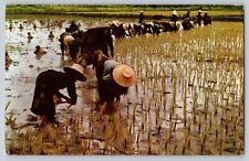 Postcard Thailand Nakorn Chaisri Rice Transplant Posted From Hong Kong picture