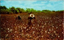 Vintage Postcard Agriculture Picking Cotton in South Texas TX Farming 1960 I-554 picture