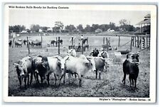 Wild Brahma Bulls Ready For Bucking Contests Farm Styker's Vintage Postcard picture