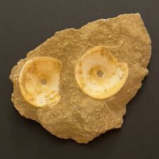 Mixed Moroccan Fossil Vertebrae Plate, 13x9x2.5cm Plate, 186gr. Natural picture