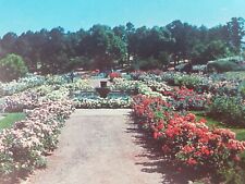 C 1962 Original Planting Municipal Rose Garden 20 Acres Tyler TX Chrome Postcard picture
