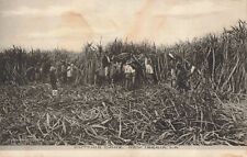 Cutting Sugar Cane New Iberia Louisiana LA Albertype Co. c1910 Postcard picture