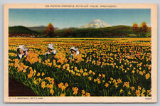 Postcard WA Puyallup Valley Picking Daffodils Linen A1 picture