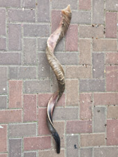 Kudu Yemenite Shofar Horn Kosher Half Natural From Israel XXLarge 51