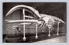 Chicago IL-Illinois, Skeleton Of Right Whale, Antique, Vintage Souvenir Postcard picture