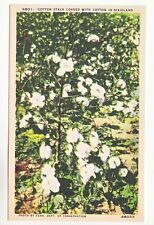 Postcard: Cotton Stalk Loaded with Cotton in Dixieland picture