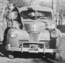 4J Photograph Talented Cute Dog Sitting Up On Top Of Cool Old Car 1940's  picture