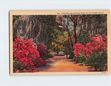 Postcard Azaleas & Spanish Moss in the Sunny South picture