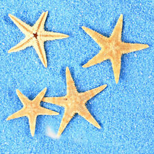 20 pcs Small Starfish Sea Star 3-5cm Seashell Craft Nautical Decor Natural Shell picture