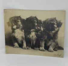 Antique Ernest Rawleigh Trio Of Pekingese Puppies Photograph  picture