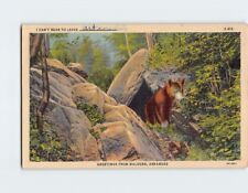 Postcard Brown Bear Greetings from Malvern Arkansas USA picture