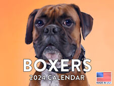 Boxer 2024 Calender Boxer Dog Gifts Wall Calendar picture
